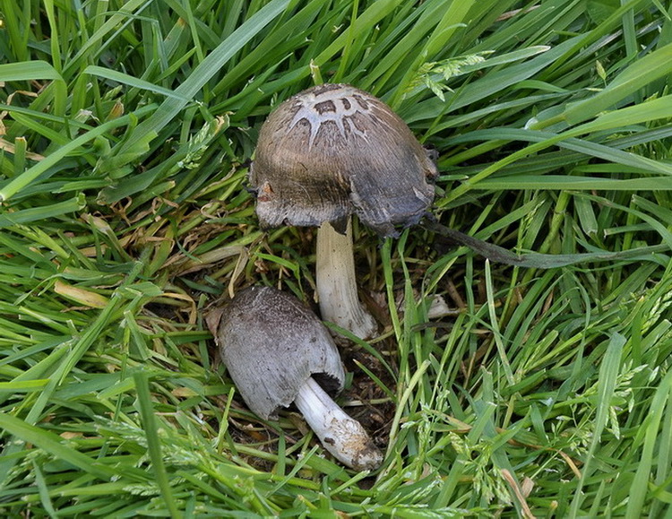 Coprinopsis atramentaria